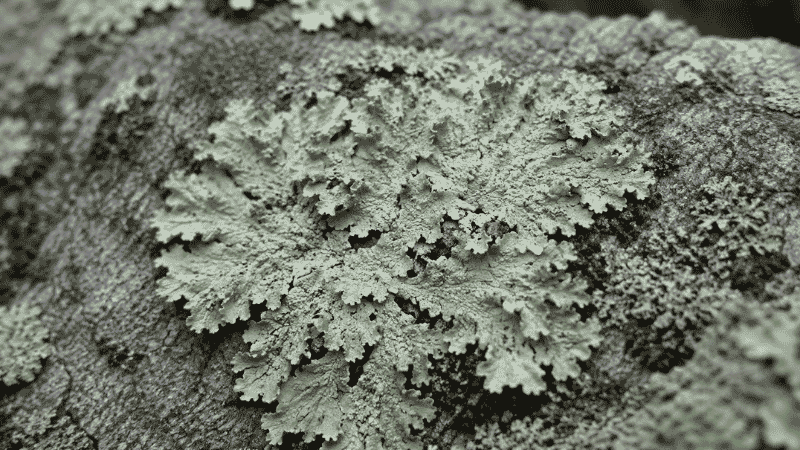 Close-up of lichen on rock representing lichen-derived vitamin D3 as a vegan and plant-based source of cholecalciferol