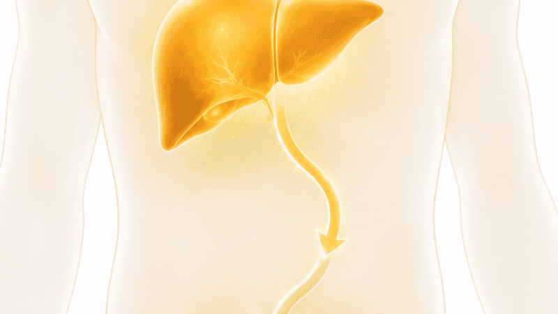 Minimalist illustration of liver and kidneys showing the two-step vitamin D activation pathway that requires magnesium as a cofactor at each enzymatic conversion