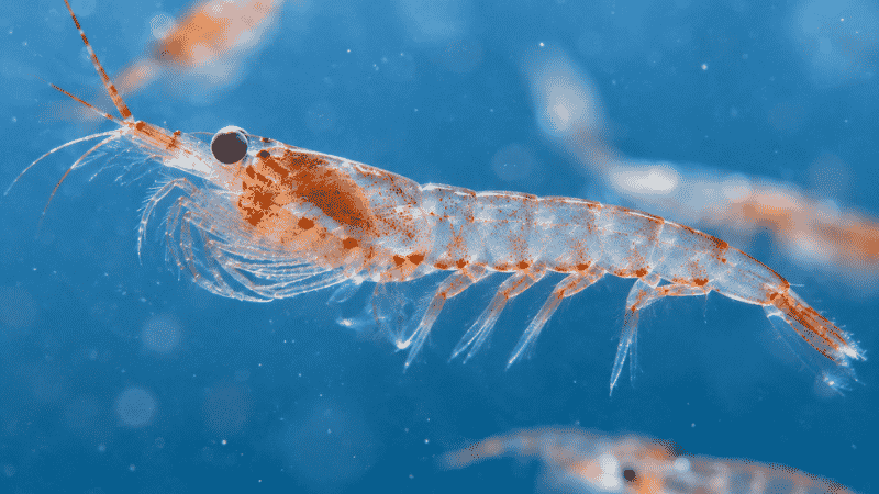 Close-up of Antarctic krill showing their natural orange-red astaxanthin color representing the source of krill oil omega-3 and its built-in antioxidant protection