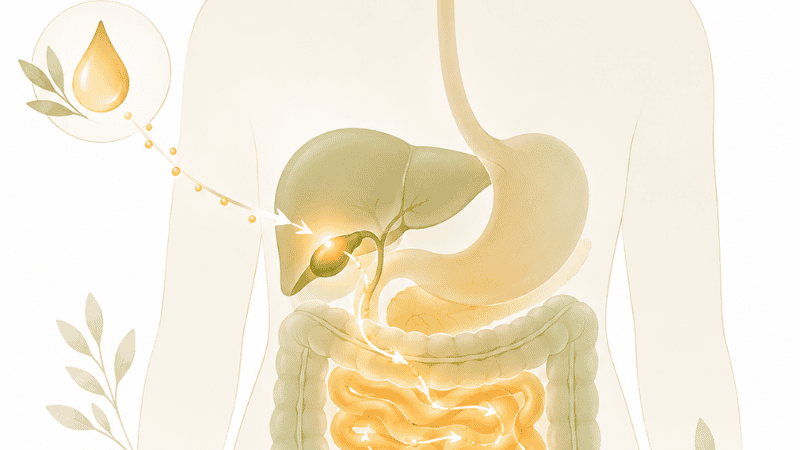 Minimalist digestive system illustration highlighting gallbladder and small intestine showing how bile acids enable omega-3 fish oil absorption when taken with dietary fat