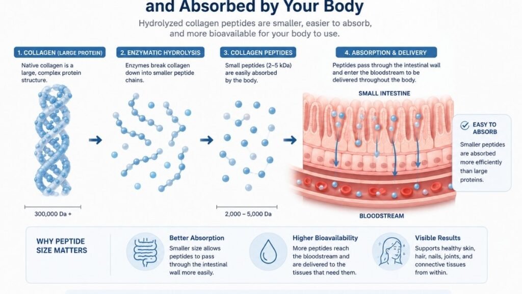 How hydrolyzed marine collagen peptides are broken down and absorbed