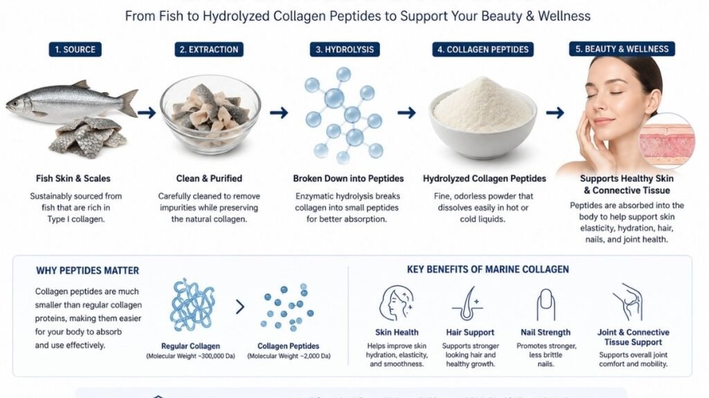 Marine collagen supplement overview showing fish-derived collagen peptides and health support